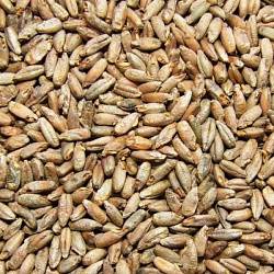 Солод ржаной ферментированный Rye malt 1 кг Курск